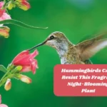 Hummingbirds Can't Resist This Fragrant Night-Blooming Plant