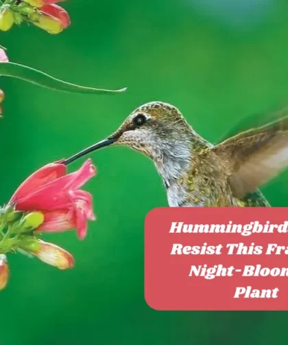 Hummingbirds Can't Resist This Fragrant Night-Blooming Plant