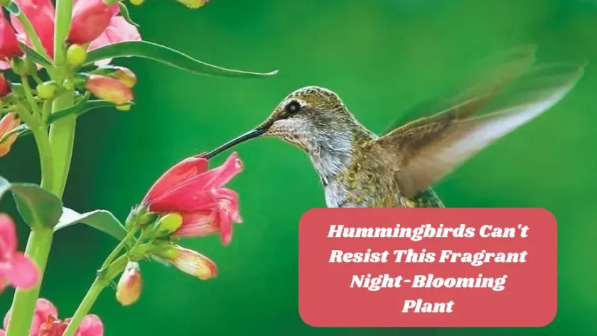 Hummingbirds Can't Resist This Fragrant Night-Blooming Plant