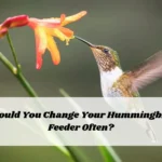 Should You Change Your Hummingbird Feeder Often?