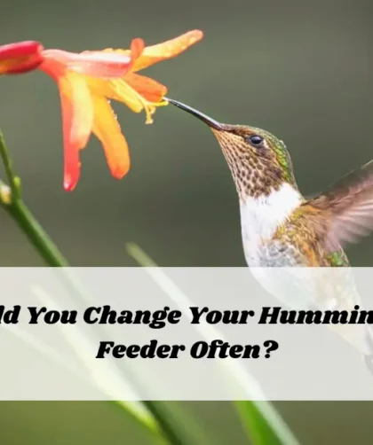 Should You Change Your Hummingbird Feeder Often?