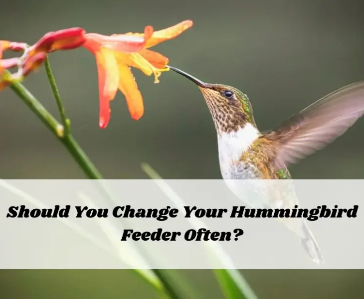 Should You Change Your Hummingbird Feeder Often?