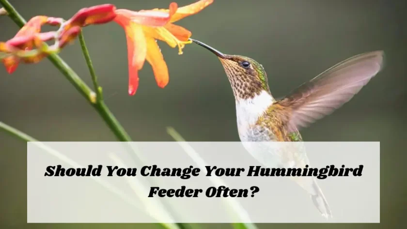 Should You Change Your Hummingbird Feeder Often?